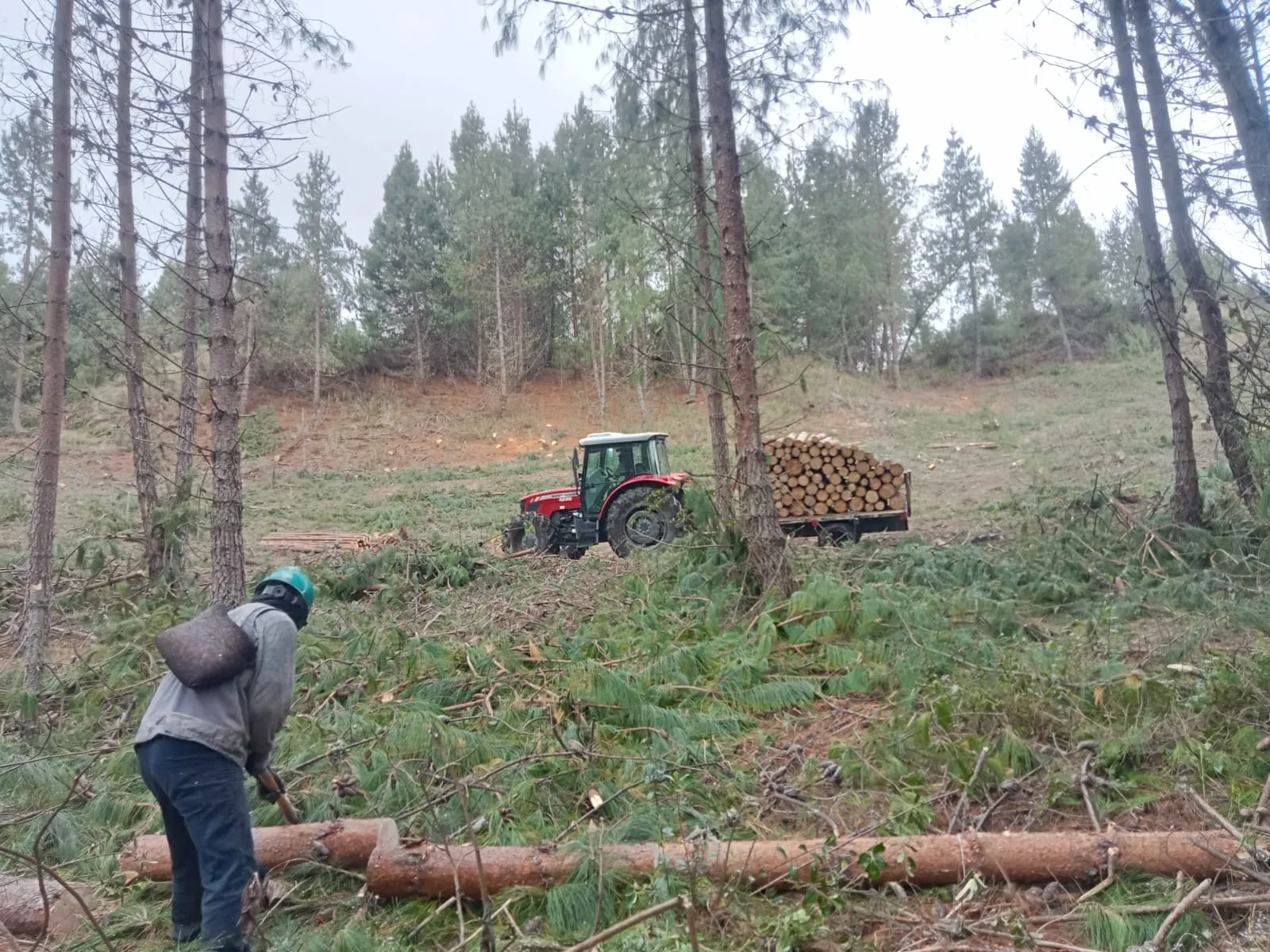 Trabajo de cosecha forestal en un bosque de pinos